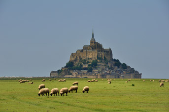 Agneau AOC des prés-salés su Mont Saint Michel