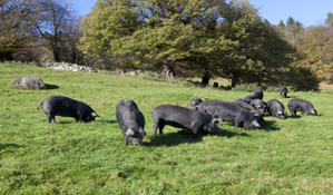 Le porc noir de Bigorre Le porc noir de Bigorre